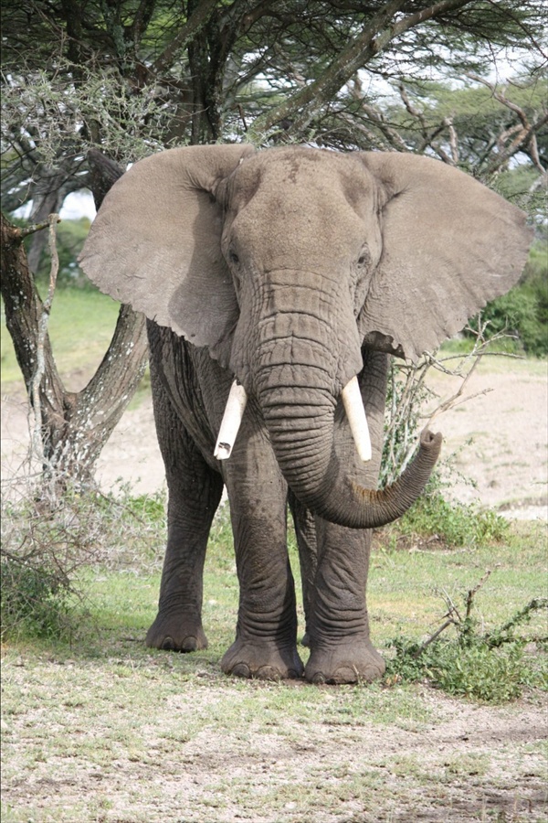 Tarangire NP