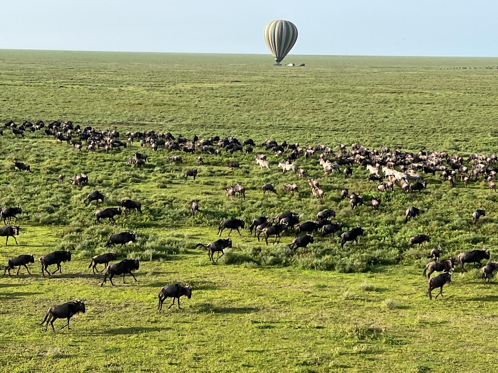 Hot Air Balloon Safaris