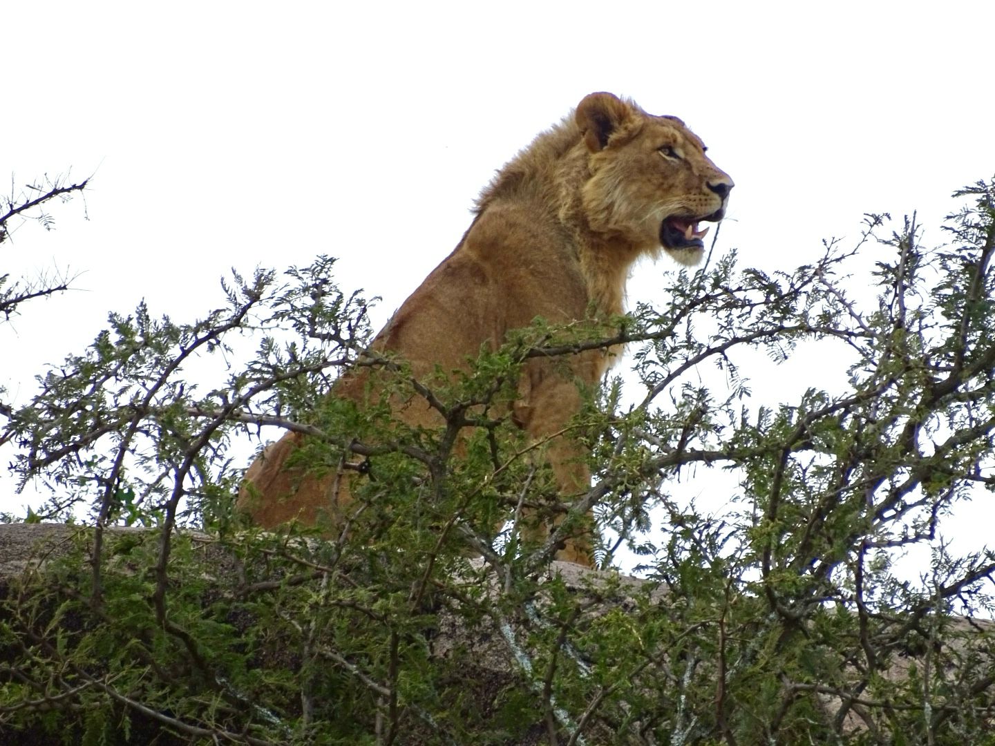 Lake Manyara NP