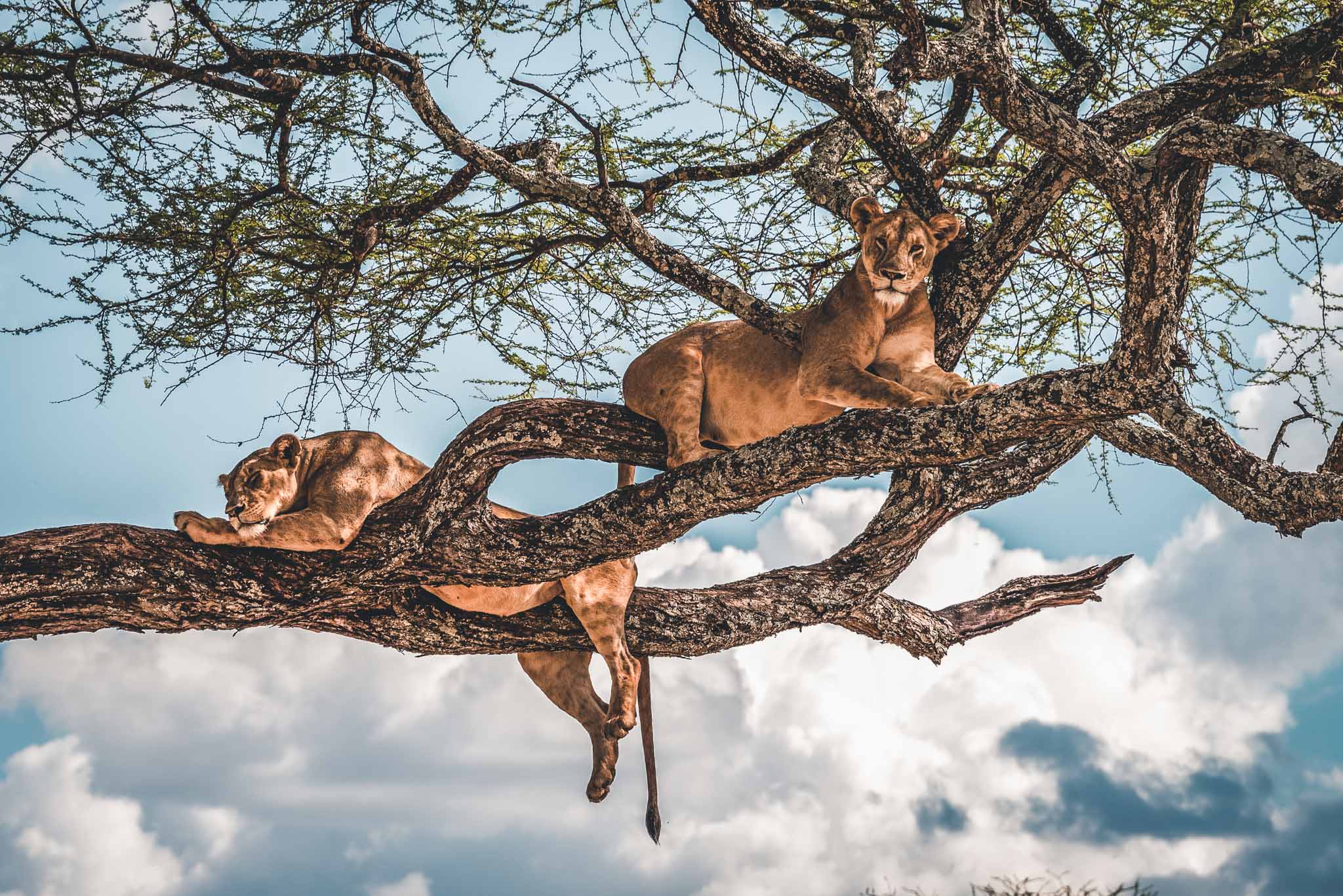 amboseli-lions