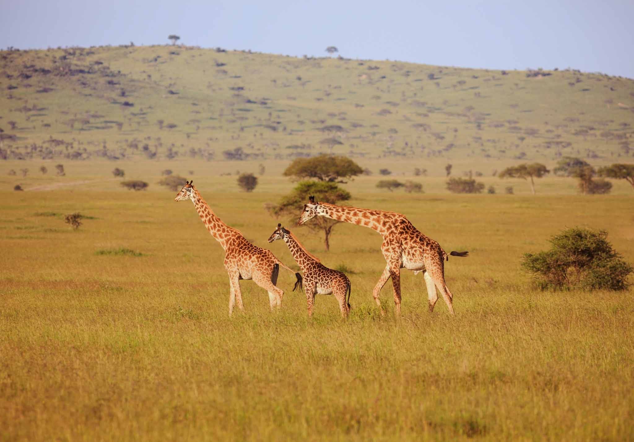 amboseli-lions